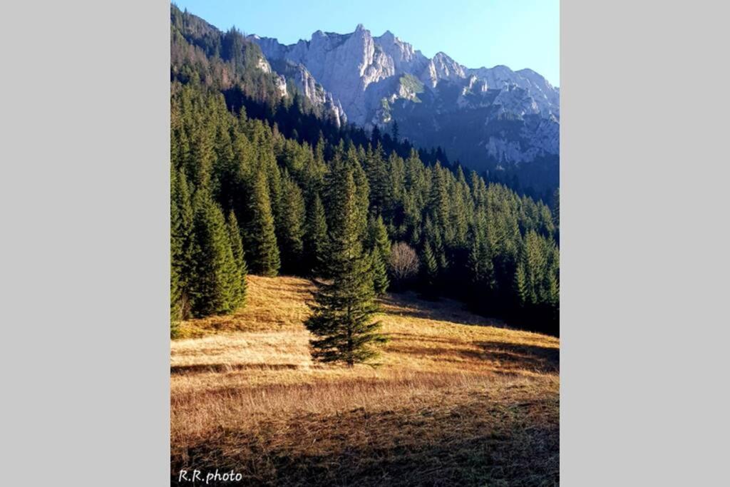 Domek Goralski Parzenica Kościelisko Exteriér fotografie